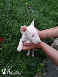 The best Quality Bull Terrier imported puppies "All Doc are available" 0