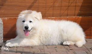 The best quality White Swiss Shepherd "Imported Top Quality" 0