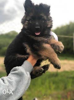 The best Quality Giant size German Shepherd puppies "Imported" 0