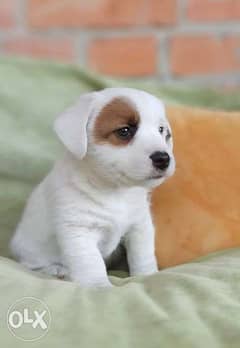 The most Amazing Jack Russell puppies "Premium Quality" 0
