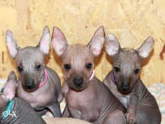 Imported Mexican Hairless puppies "Top Quality" 0