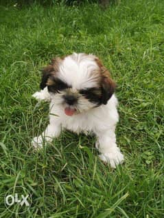 The most charming imported Shih Tzu puppies "With all documents" 0