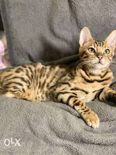 Imported Bengal Kitten "Top Quality" 0