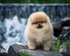 one of The Best Mini Pomeranian Puppy In Europe With Full Documents 0