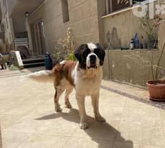 best male with pedigree and highest blood line in Egypt