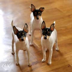Imported American Toy Fox Terrier "Premium Quality" 0