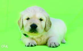 the cutest Imported Golden Retriever puppies "Top Quality" 0