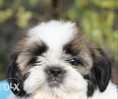 Imported Shihtzu From Ukraine Top Quality Best price 0