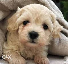 Imported Maltipoo Top Quality Best price Full documents from Ukraine 0