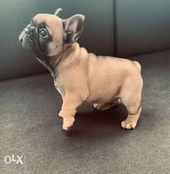 The Cutest Imported French Bulldog Male "Top Quality" 0