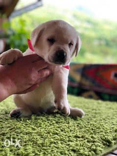 The cutest Labrador Retriever puppies "Imported Top Quality" 0