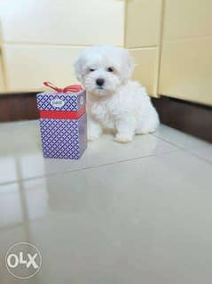 The best of the best Imported Maltese puppies "Top Quality" 0