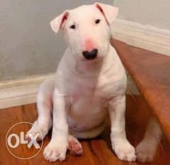 Imported Bull Terrier Top Quality Best price Full documents 0