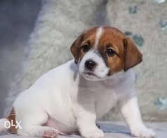 Imported Jack Russell Top Quality Best price Full documents 0