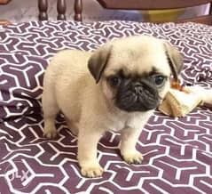 Imported PUG from Ukraine Best price Full documents 0