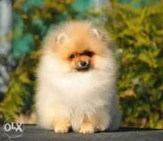 Imported Pomeranian Top Quality Best price Full documents from Ukraine 0