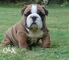 Imported English bulldog Top Quality Best price Full documents 0