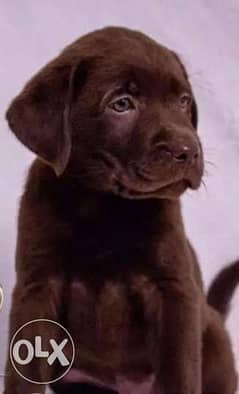 Imported Chocolate Labrador Top Quality Best price Full documents 0