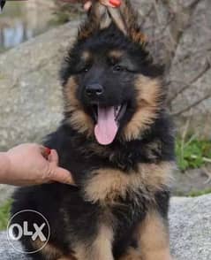 Imported German shepherd Top Quality Best price Full documents f 0