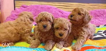 Toy poodle import 0