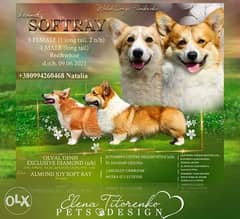 The most Amazing Imported Corgi puppies "Top Quality" with all doc. 0