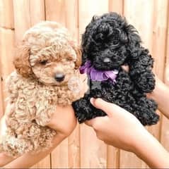 poodle female for sale 0