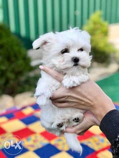 The most Amazing Maltese puppies "The best Quality with all documents" 0