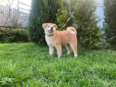 The most Amazing Akita Inu Female "Top Quality" 0