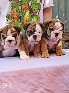 the most Amazing Imported English Bulldog puppies "Top Quality" 0