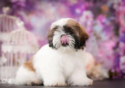The cutest Imported Shih Tzu Puppies "Premium Quality" 0