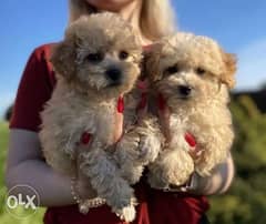 Imported Maltipoo Top Quality Full documents from Ukraine 0