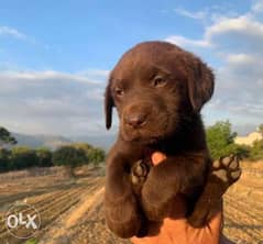 Chocolate Labrador Imported From Ukraine with all documents 0