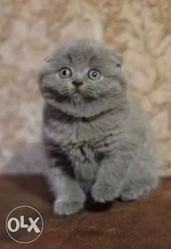 Availabile NOW TOP Imported Scottish fold kittens 0