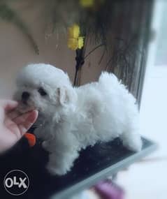 Imported Male Maltese puppy "Top Quality" with all documents 0