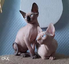 Availabile NOW TOP Imported Spynx kittens 0