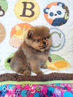 The cutest mini Pomeranian "D. O. B 14.04. 2021" 0