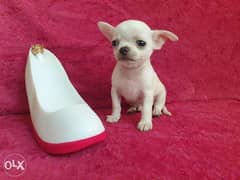 Imported Male Chihuahua puppy 2 months "Top Quality" 0