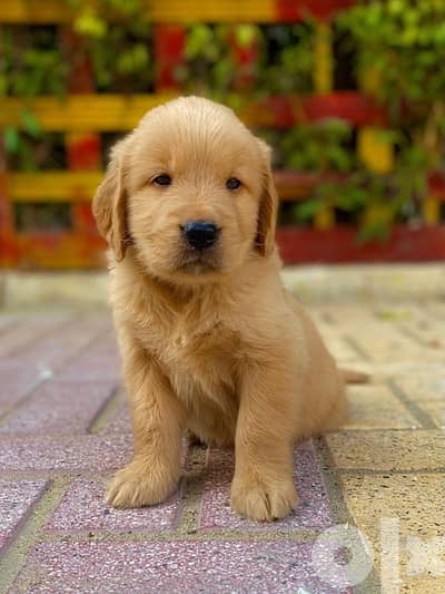 golden retriver puppies جراوي جولدن