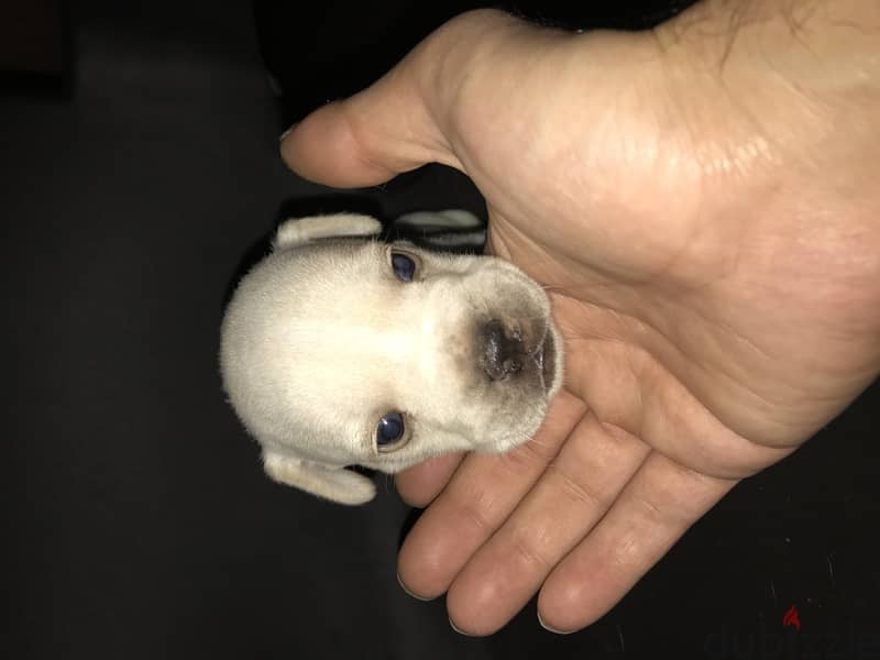 Mini-pitbull Puppies 11