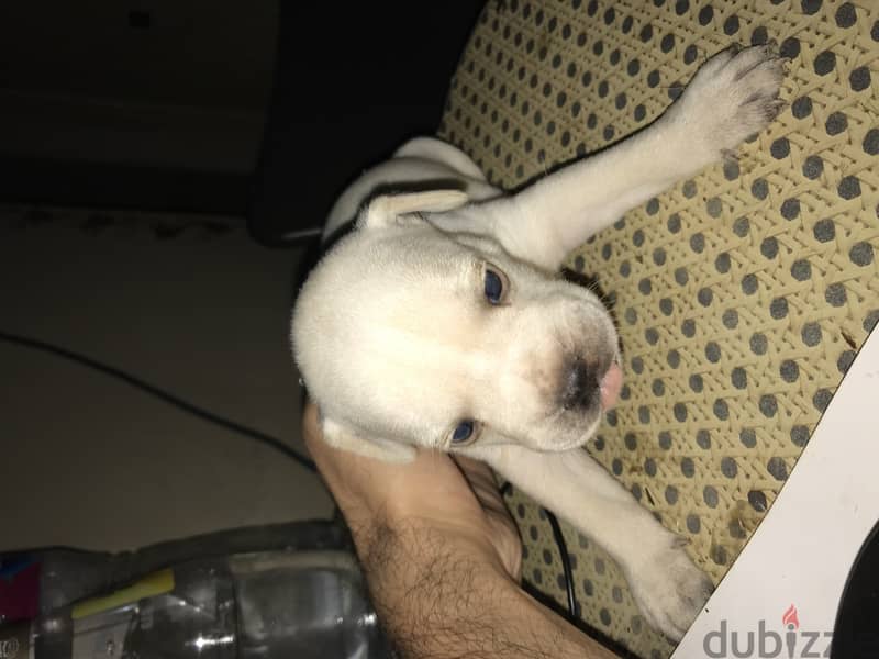 Mini-pitbull Puppies 10