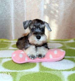 Imported Miniature Schnauzer puppies "Top Quality" 0
