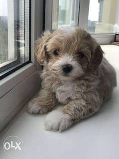Imported Maltipoo Male "Amazing with all documents" 0
