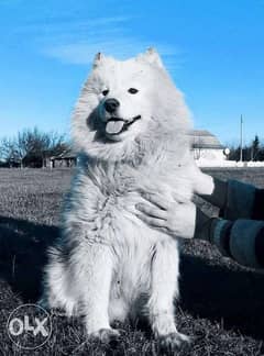 Imported Samoyed Puppies "Amazing Top Quality with all documents" 0