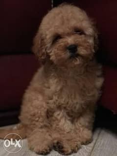 Toy poodle import 0