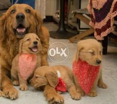 Golden Retriever puppies pure extra long hair 65 Day's 0