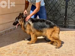 german shepherd champion for mating 0