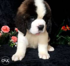 Imported Saint Bernard Giant Size "Top Quality with all documents" 0