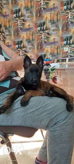Imported Malinois Males and Females "Top Quality" 0
