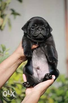 Imported Black Charming pug Puppy "Top Quality" 0