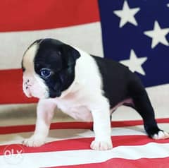 Imported Boston Terrier Male puppy "Premium Quality" 0